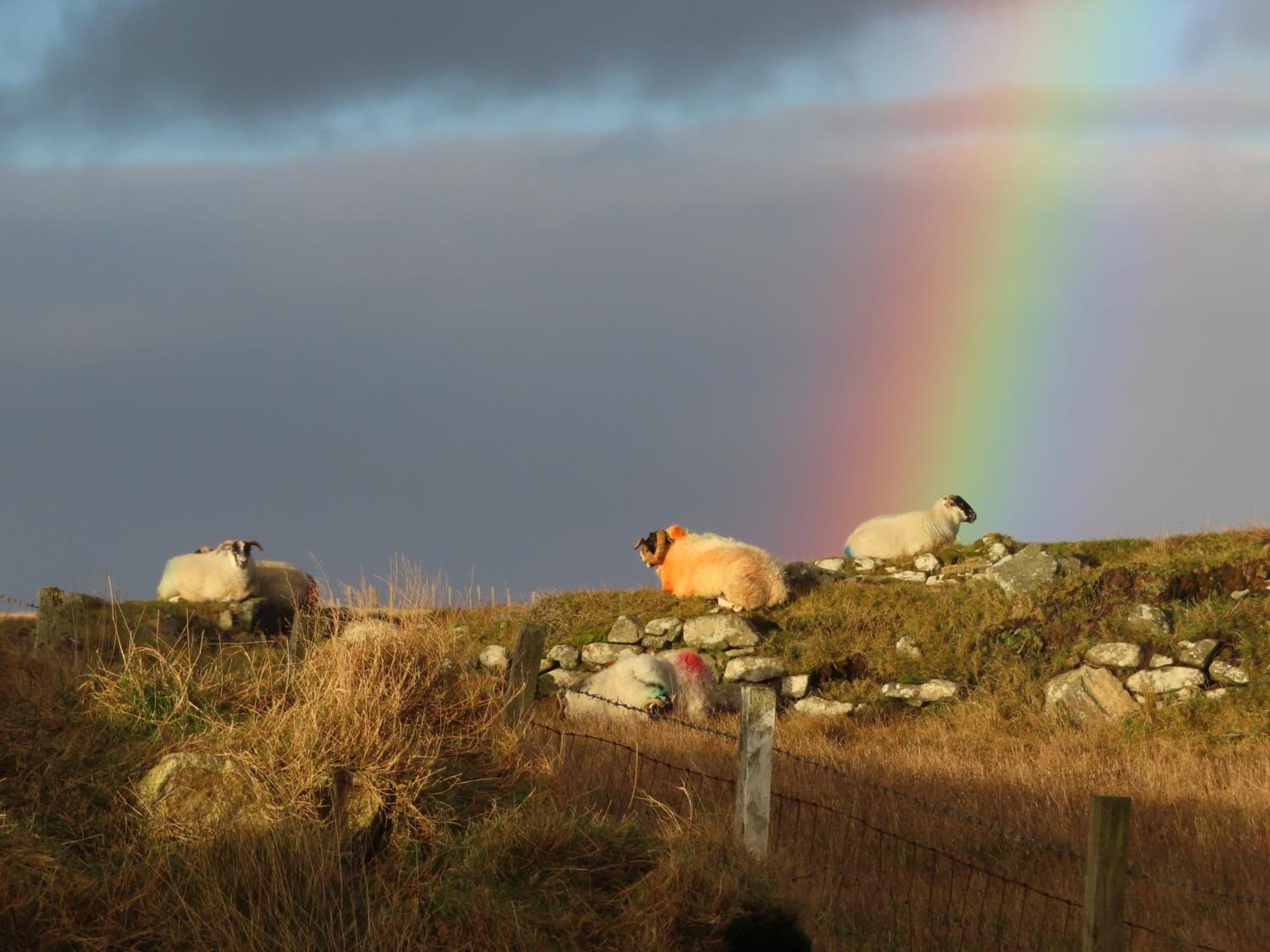 Squealing Pig Bothy Barvas Exterior foto