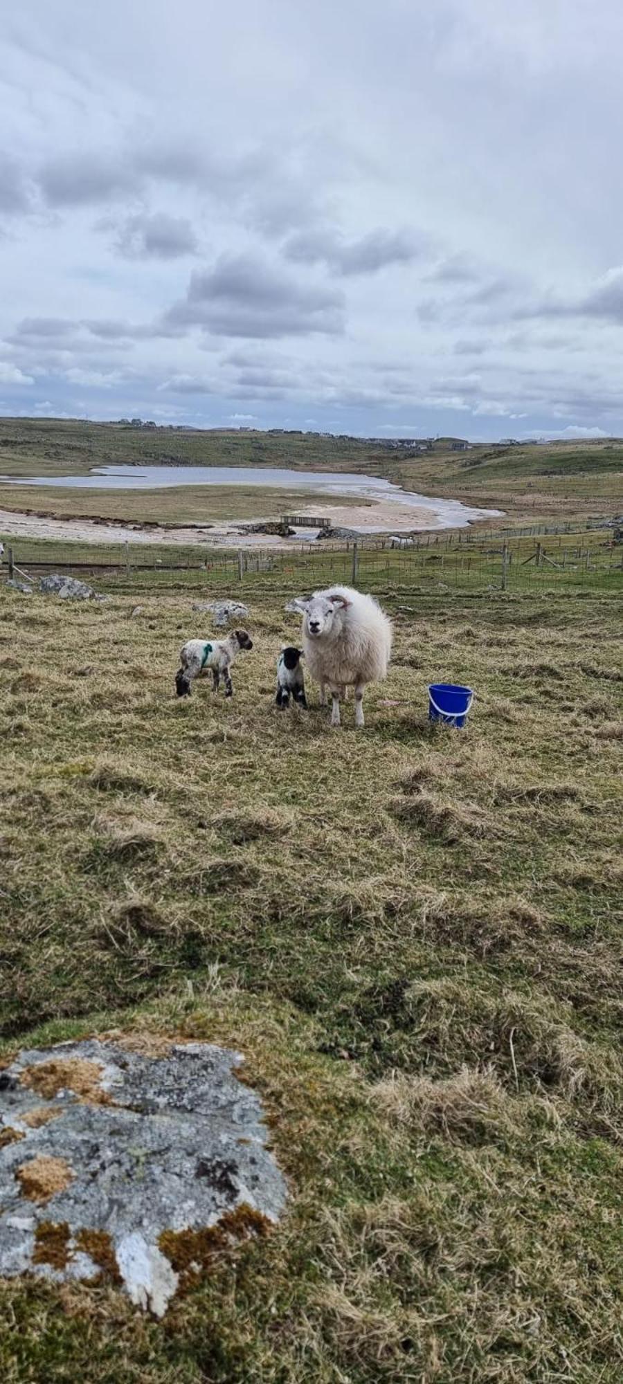 Squealing Pig Bothy Barvas Exterior foto