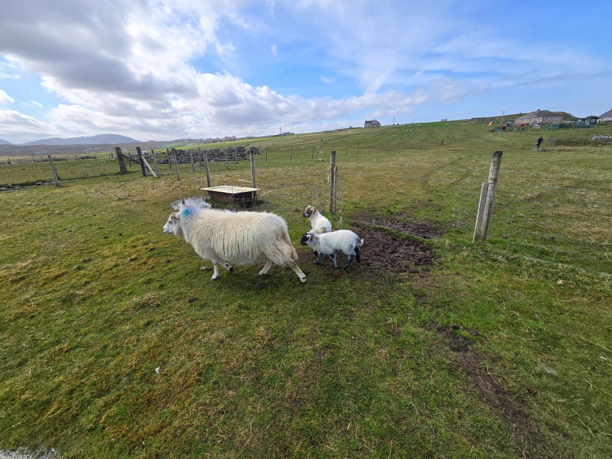 Squealing Pig Bothy Barvas Exterior foto
